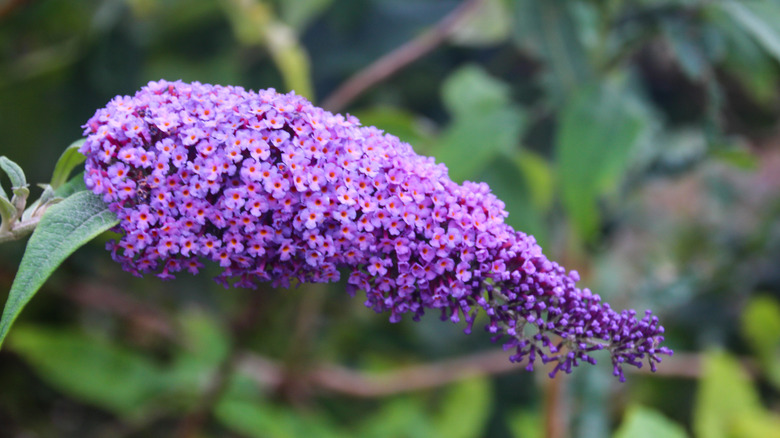 Purple butterfly bush flower spike