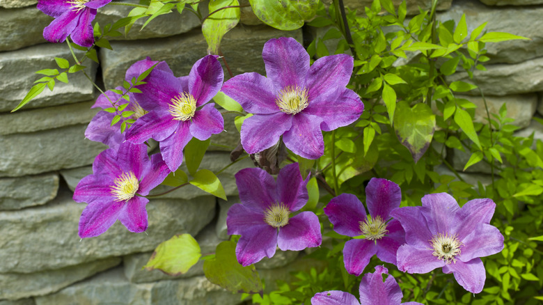 Purple clematis climbing flowers