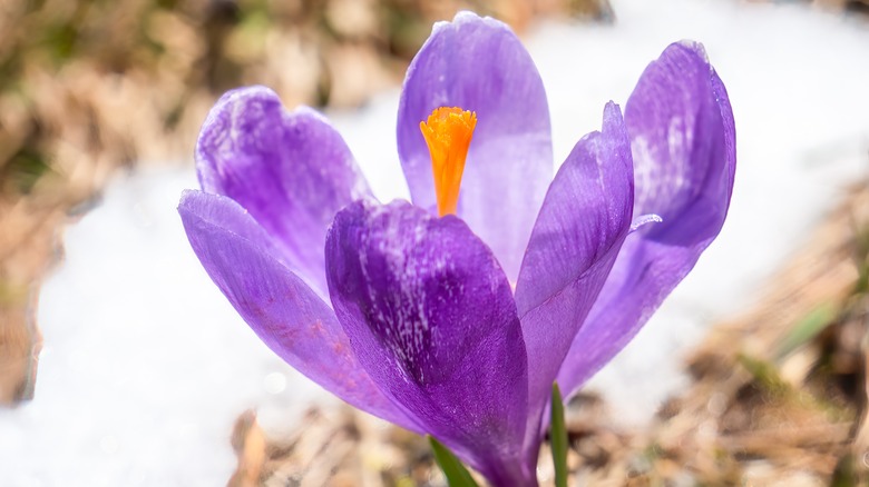 Purple crocus flower head