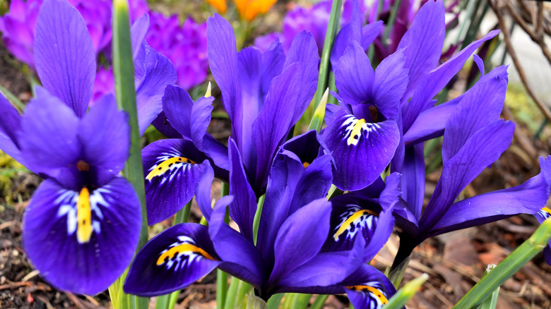 Purple dwarf iris patch
