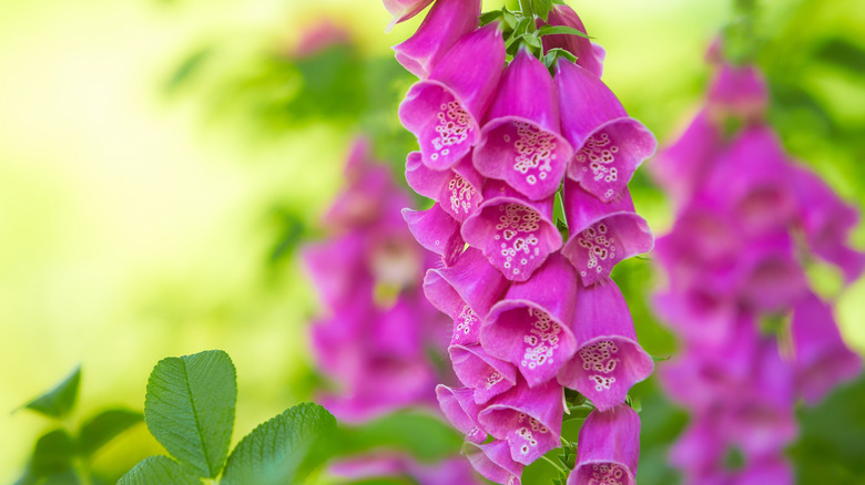 Purple foxglove flowers