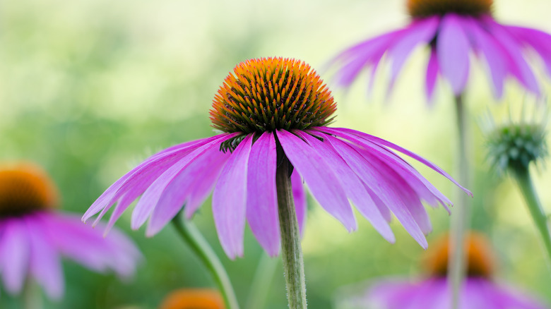 Purple coneflower head