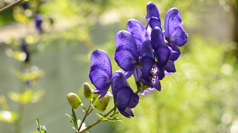 Purple monkshood flower