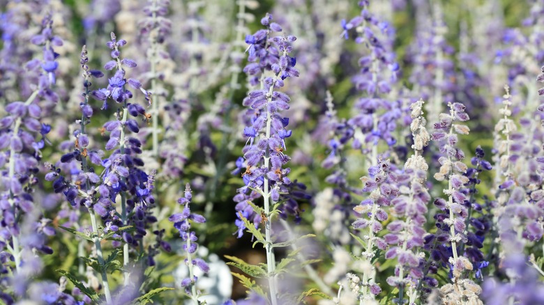 Russian sage flower spikes