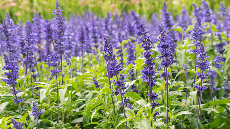 Purple salvia flower patch