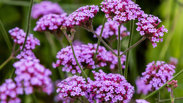 Verbena flowers