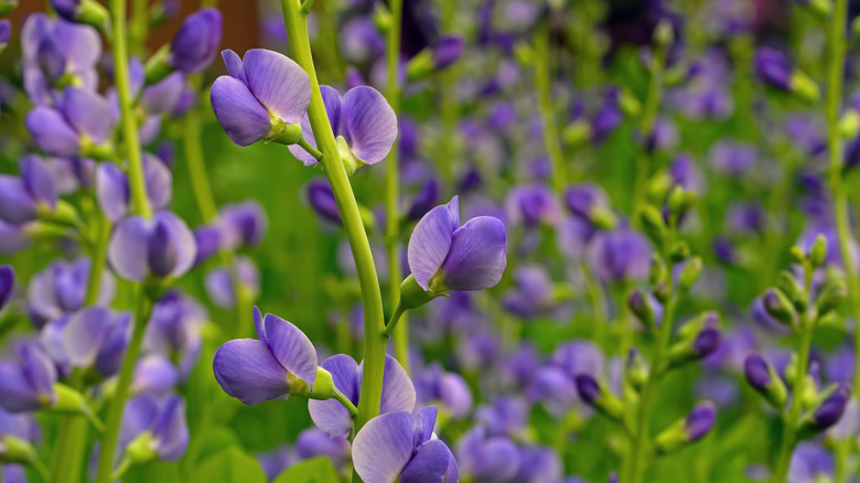 Wild indigo flowers