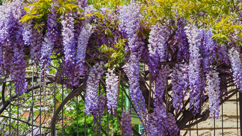 Wisteria flowers climbing a fence