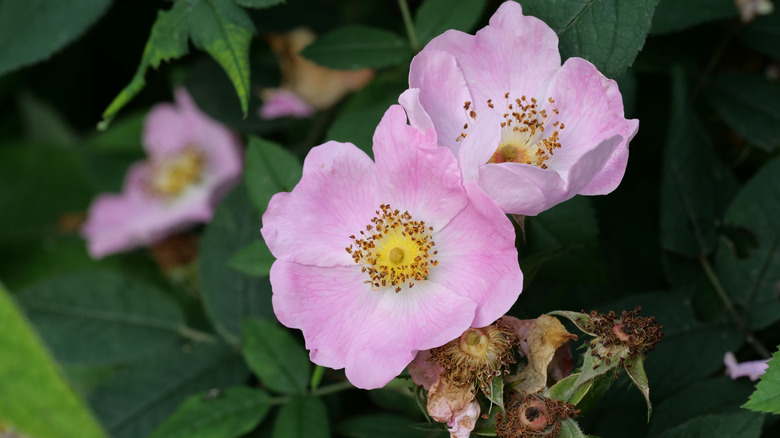 Pink Carolina roses