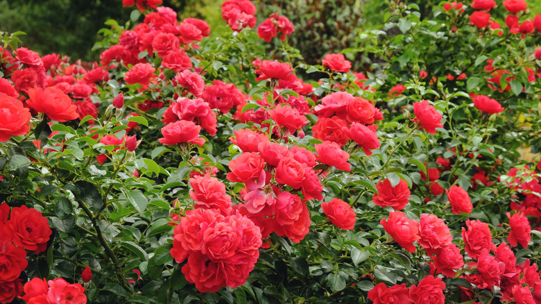 Red flower carpet roses