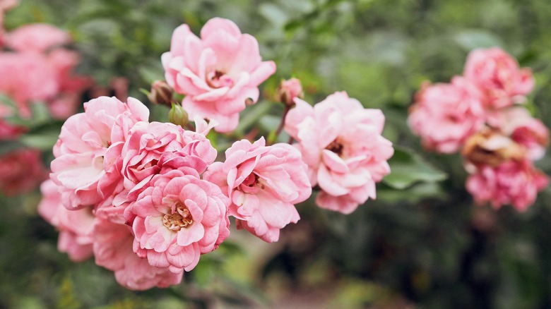 Pink polyantha roses