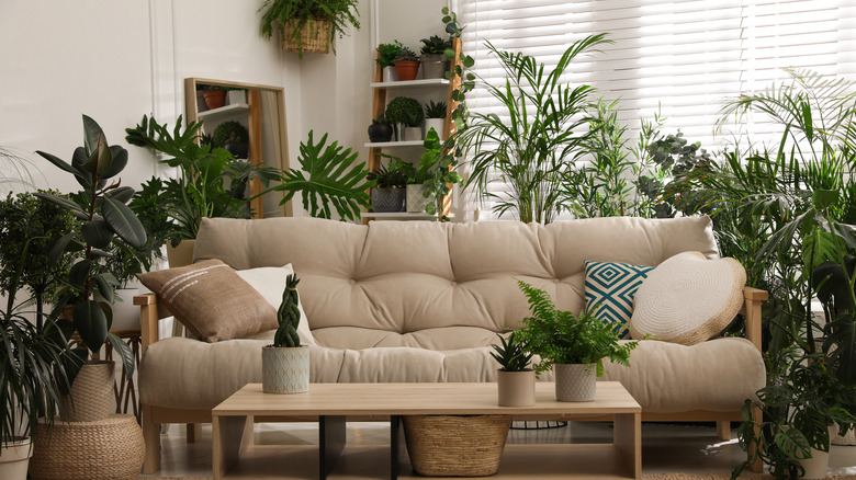 sofa surrounded by plants