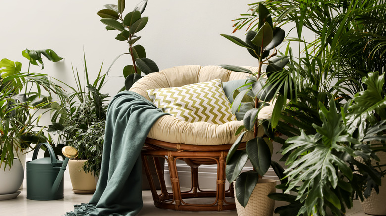 Papasan chair tropical room plants