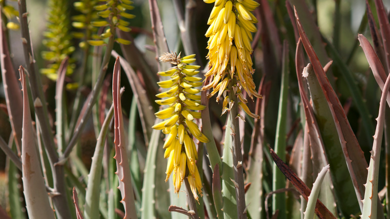 Aloe vera yellow flower stalks