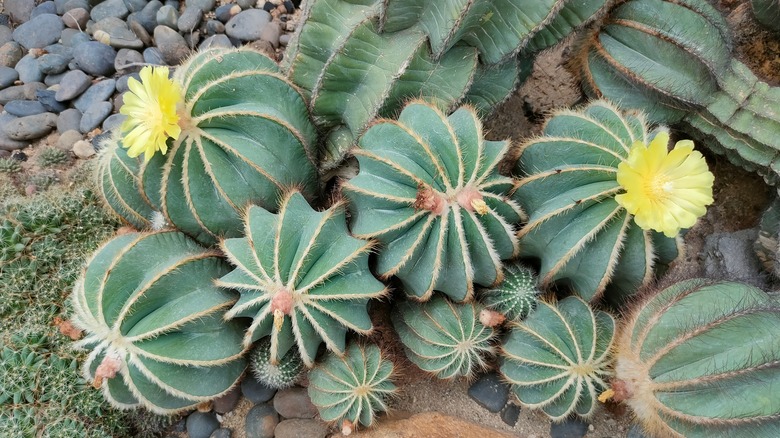 Balloon cactus outdoors with flowers