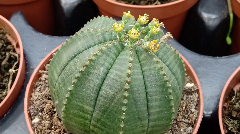 Basketball plant with yellow flowers