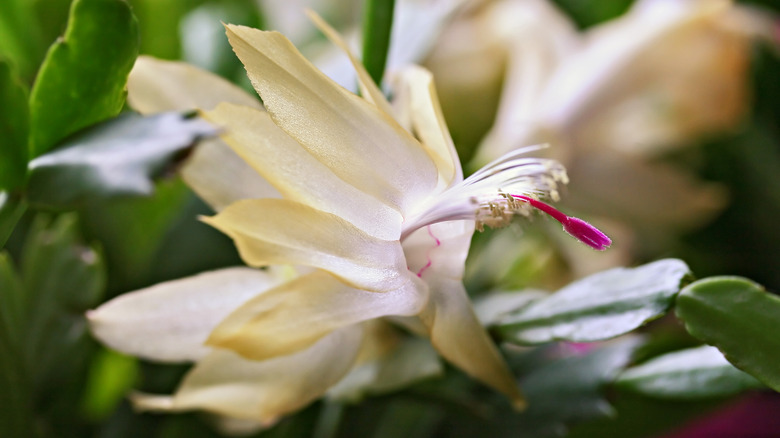 Christmas cactus yellow flower