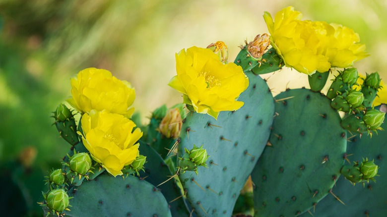 Eastern prickly pear cactus blooms