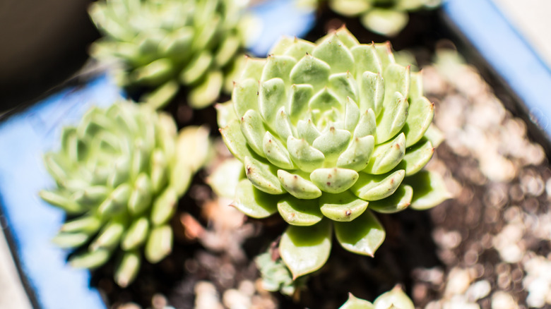 Potted Echeveria 'Dondo' plants