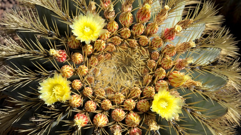 Golden barrel cactus yellow flowers