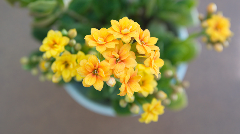 Yellow kalanchoe flowers in bloom