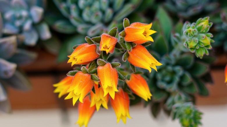 Mexican gem yellow flowers blooming