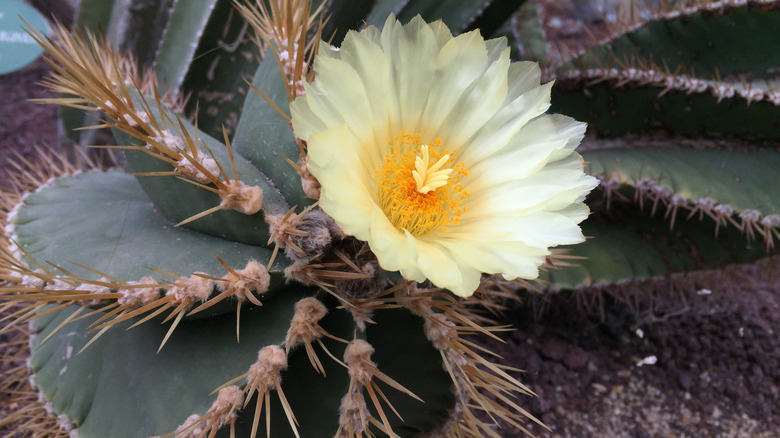 Monk's hood cactus large flower