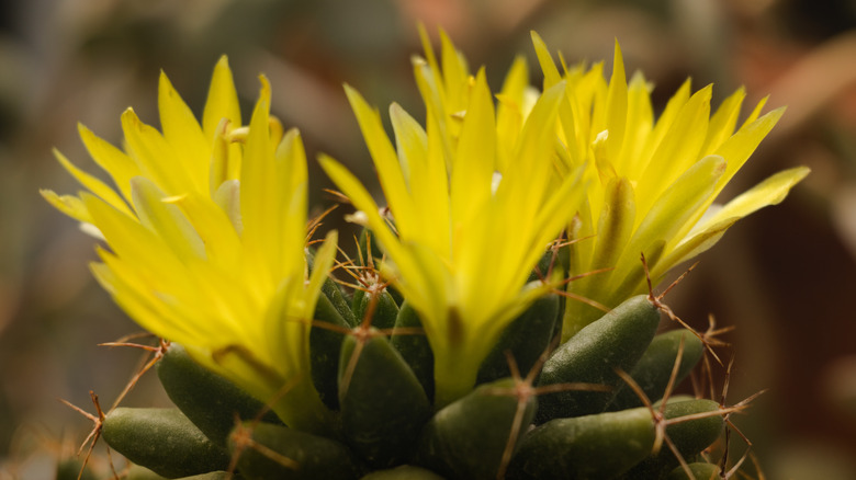 Pincushion cactus with yellow flowers