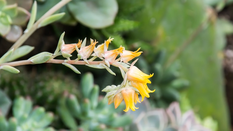 Pulido's echeveria flowers in yellow