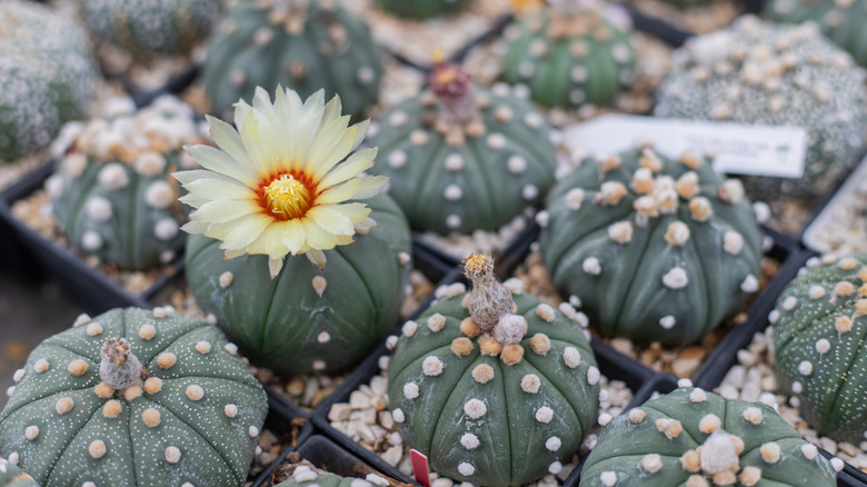 Sand dollar cactus in bloom