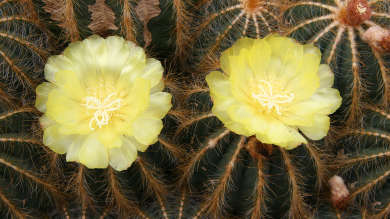 Schlosser cactus