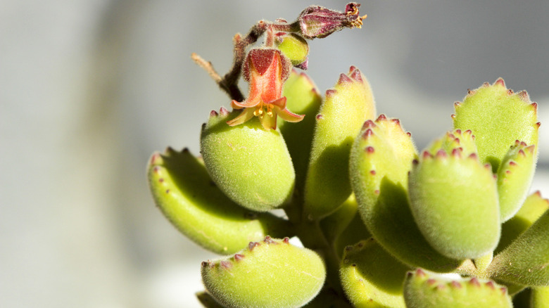 Bear paw plant