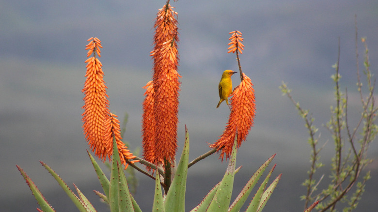 bitter aloe in bloom