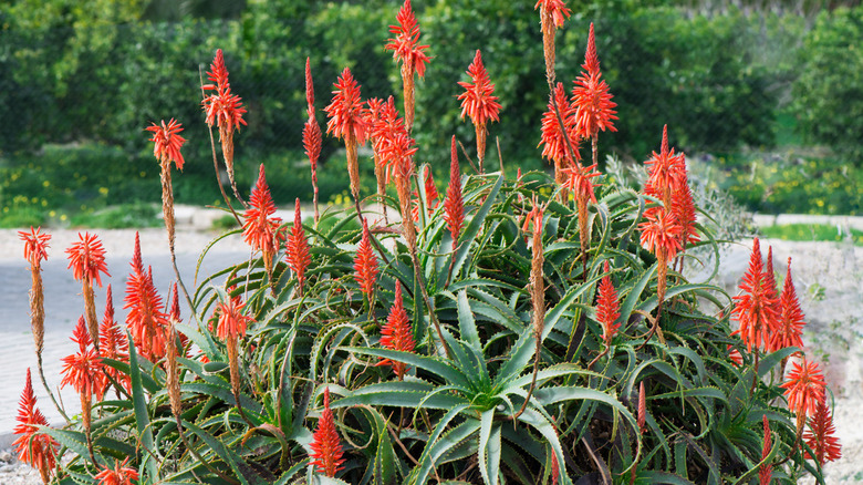 Candelabra aloe flowering outdoor