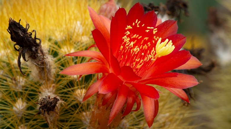 Cleistocactus icosagonus in bloom