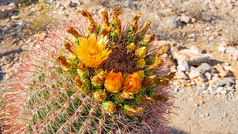 Compass barrel cactus