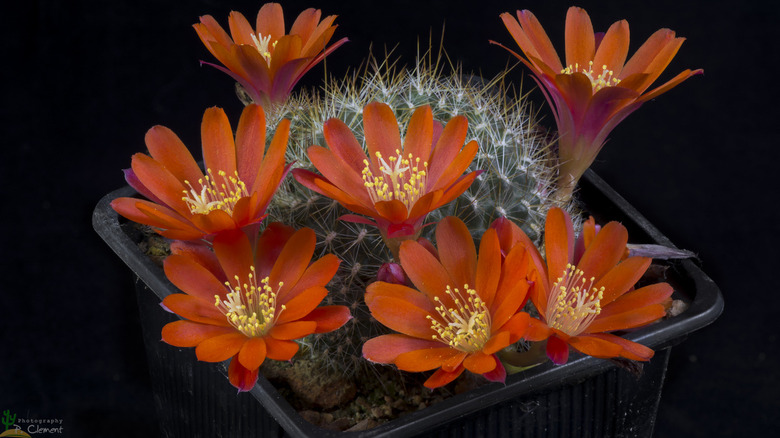 Crown cactus blooming