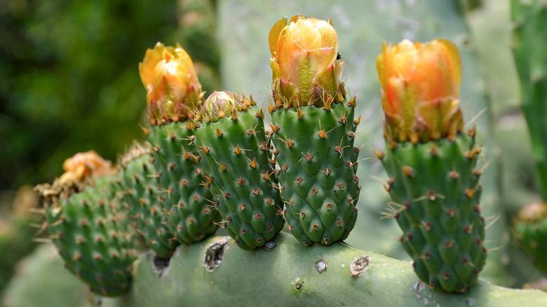 Flowers of blooming desert gem