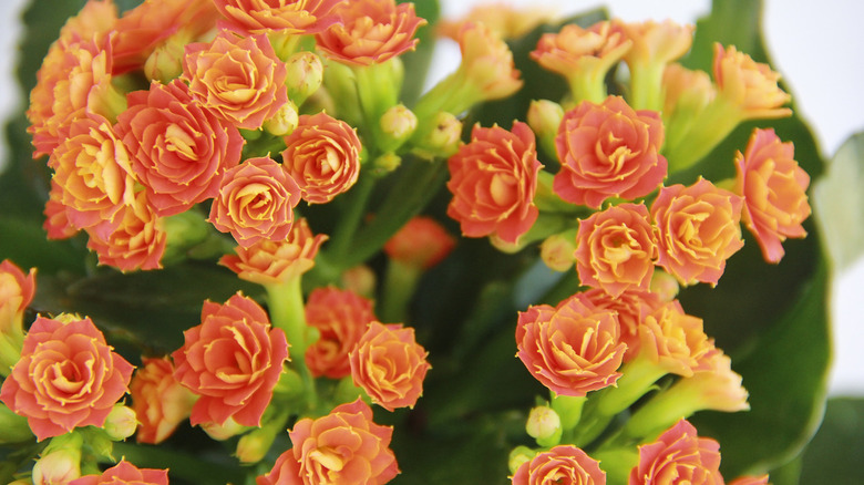 orange kalanchoe flowers