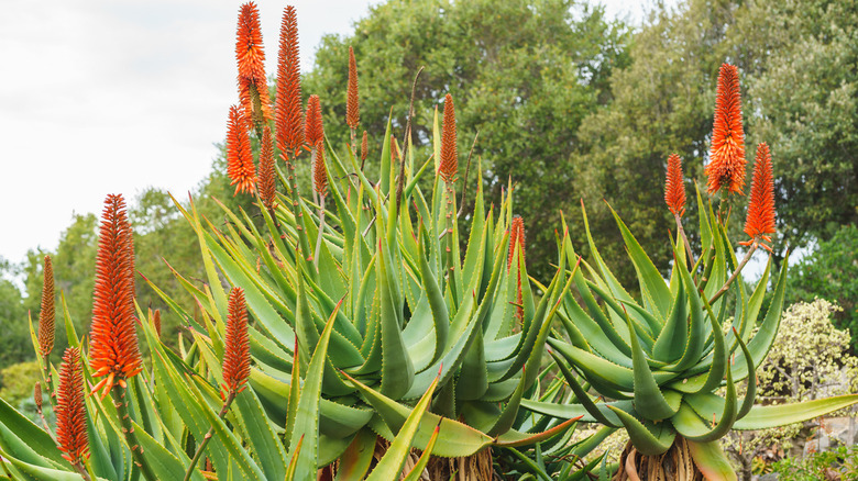 Mountain aloe in bloom