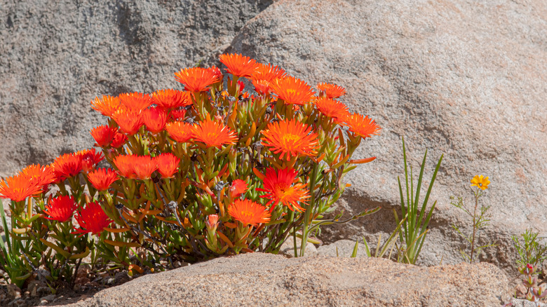 Orange ice plant between rocks