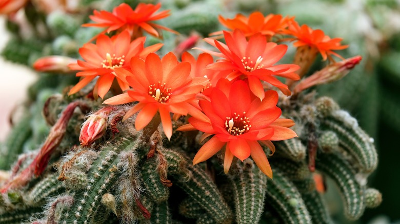 blooming peanut cactus