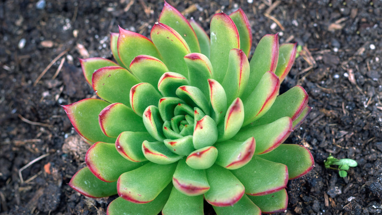 Red echeveria plant