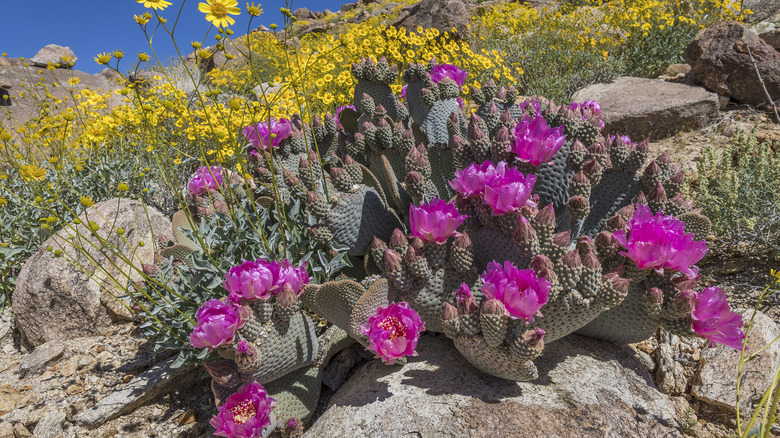 Beavertail prickly pear purple flowers 