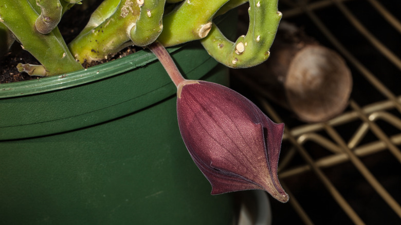 Black bells plant in bud 