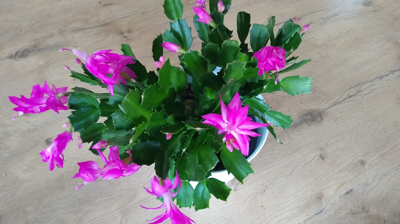 Christmas cactus in purple bloom