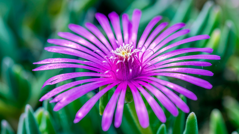 Hardy ice plant purple bloom