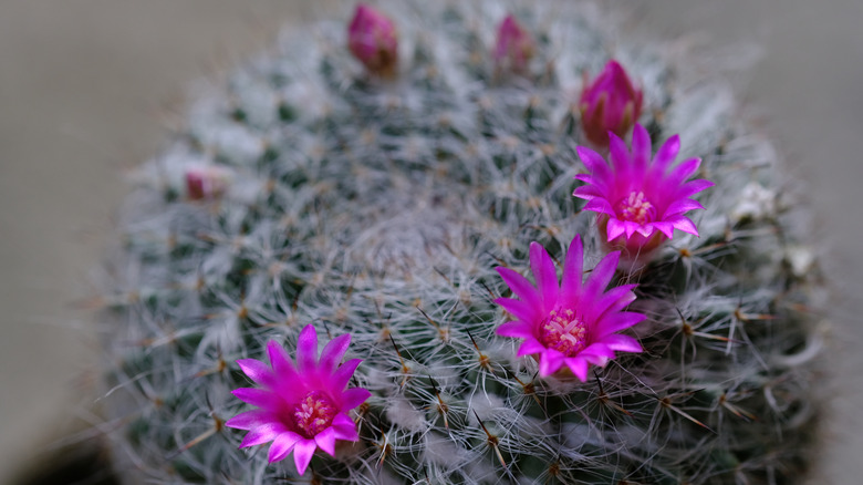 Old lady cactus purple flowers 