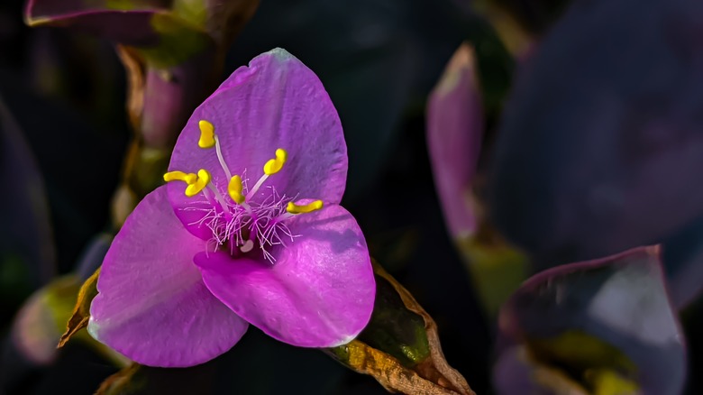 Purple heart plant in bloom 