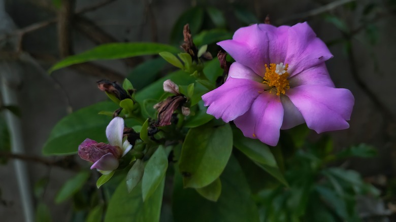 Rose cactus with purple flower 